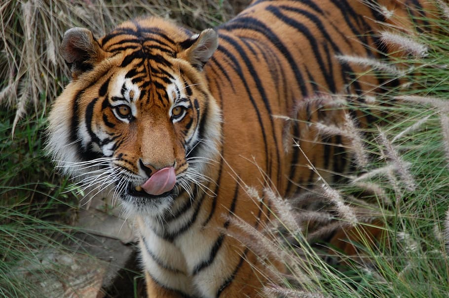 brown, tiger, wildlife, licking, nose, animal, cat, wild, tongue, mammal