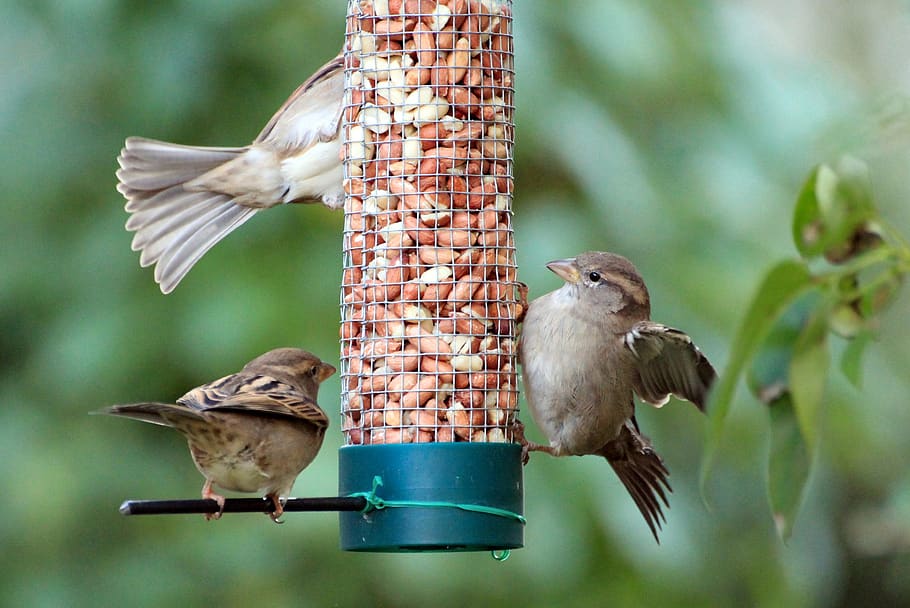 sparrow, sparrows, sperling, food, songbird, bird, animal themes, animal, animal wildlife, vertebrate