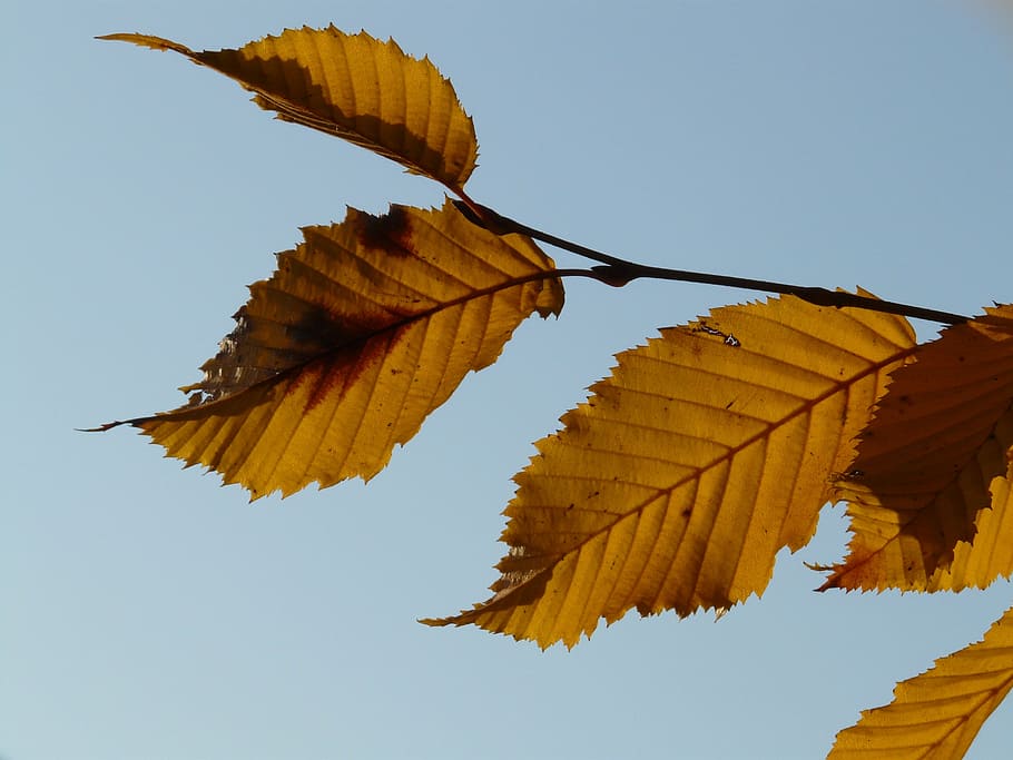 daun, musim gugur, hornbeam, carpinus betulus, beech putih, rumah kaca birch, betulaceae, musim gugur emas, emas oktober, oktober