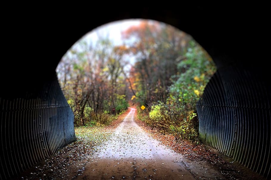 tunnel, trail, woods, fall, nature, the way forward, water, direction, architecture, arch