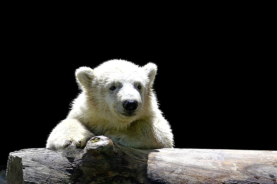 blanco, polar, oso, inclinado, cerca, oso polar, oso polar niño, joven oso polar, sonreír, pelaje