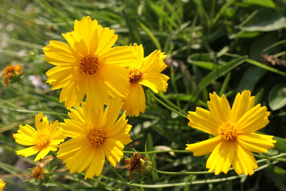 bunga kuning, kuning, tanaman, alam, bunga, bunga liar, republik korea, geumgyeguk, musim panas, di luar ruangan