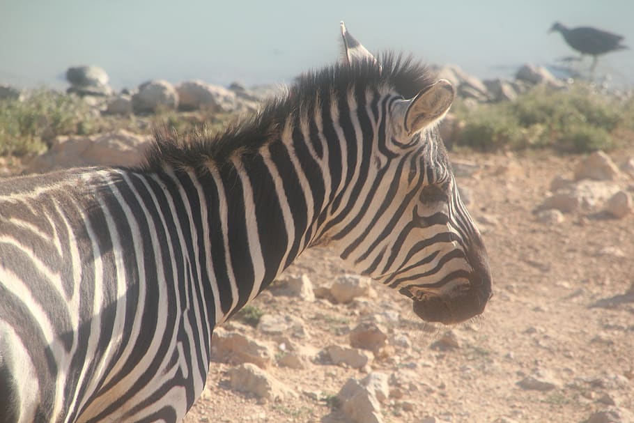 kuda zebra, kebun binatang, hewan, Afrika, safari, hitam, alam, cinta, margasatwa, liar