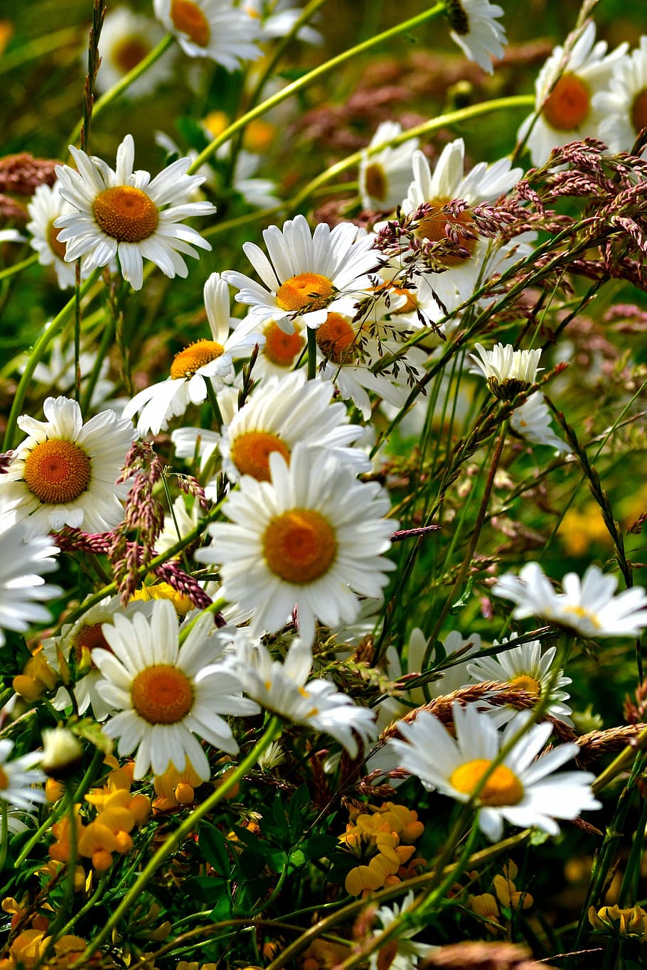 daisies, flowe, flower, blossoms, wild flower, bloom, colorful, petals, nature, daisy