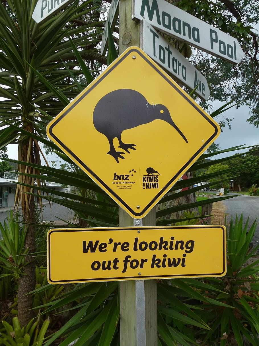 Kiwi, Signage, Sign, Traffic, Colorful, road sign, looking out, new zealand, bird, cartoon