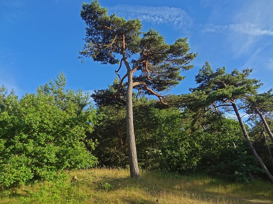 Pine, Conifer, Tree, Dunes, Forest, pinus, grove of trees, summer heat, drought, nature