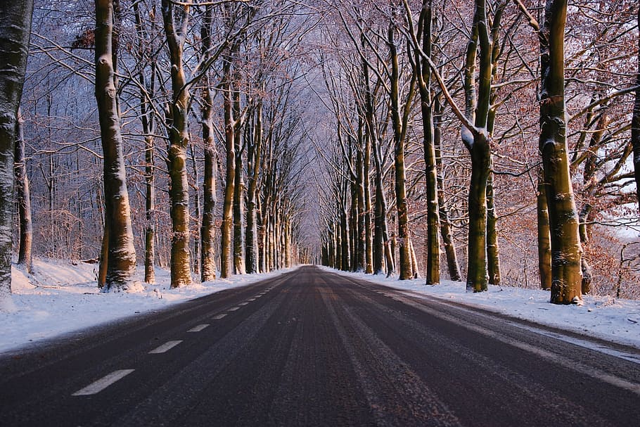 invierno, árboles, nieve, bosque, carretera, naturaleza, viajar, árbol, paisaje, al aire libre