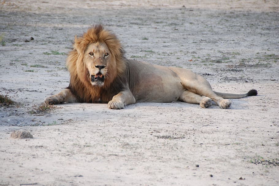 Singa, Afrika Selatan, Afrika, Taman, Satwa Liar, singa - Kucing, hewan, margasatwa, karnivora, surai