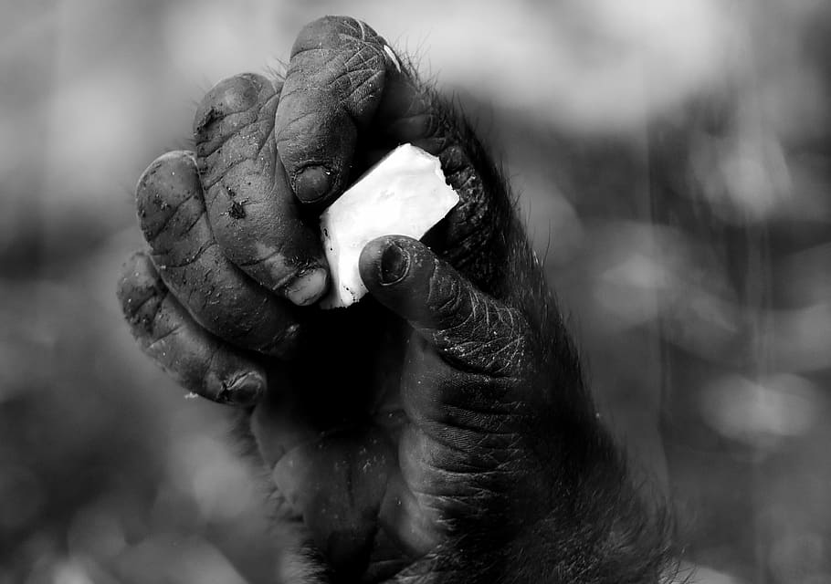 person holding paper, hand, monkey, gorilla, food, animal world, black and white, animal, wildlife photography, primate