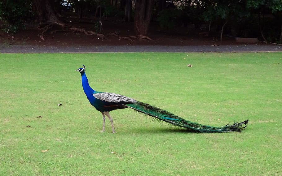 푸른, 공작, 녹색, 잔디, 새, 깃털, 꿩, 야생 생물, Pavo Cristatus, 떠는