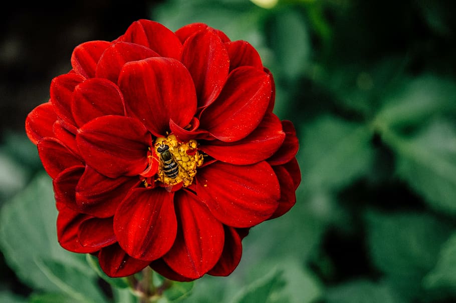 negro, abeja, chupando, rojo, flor de pétalos, selectivo, enfoque, fotografía, pétalo, flor