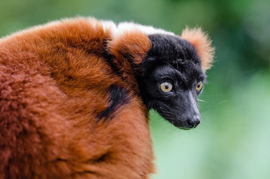 red ruffed lemur, wildlife, madagascar, nature, portrait, looking, exotic, rainforest, primate, mammal