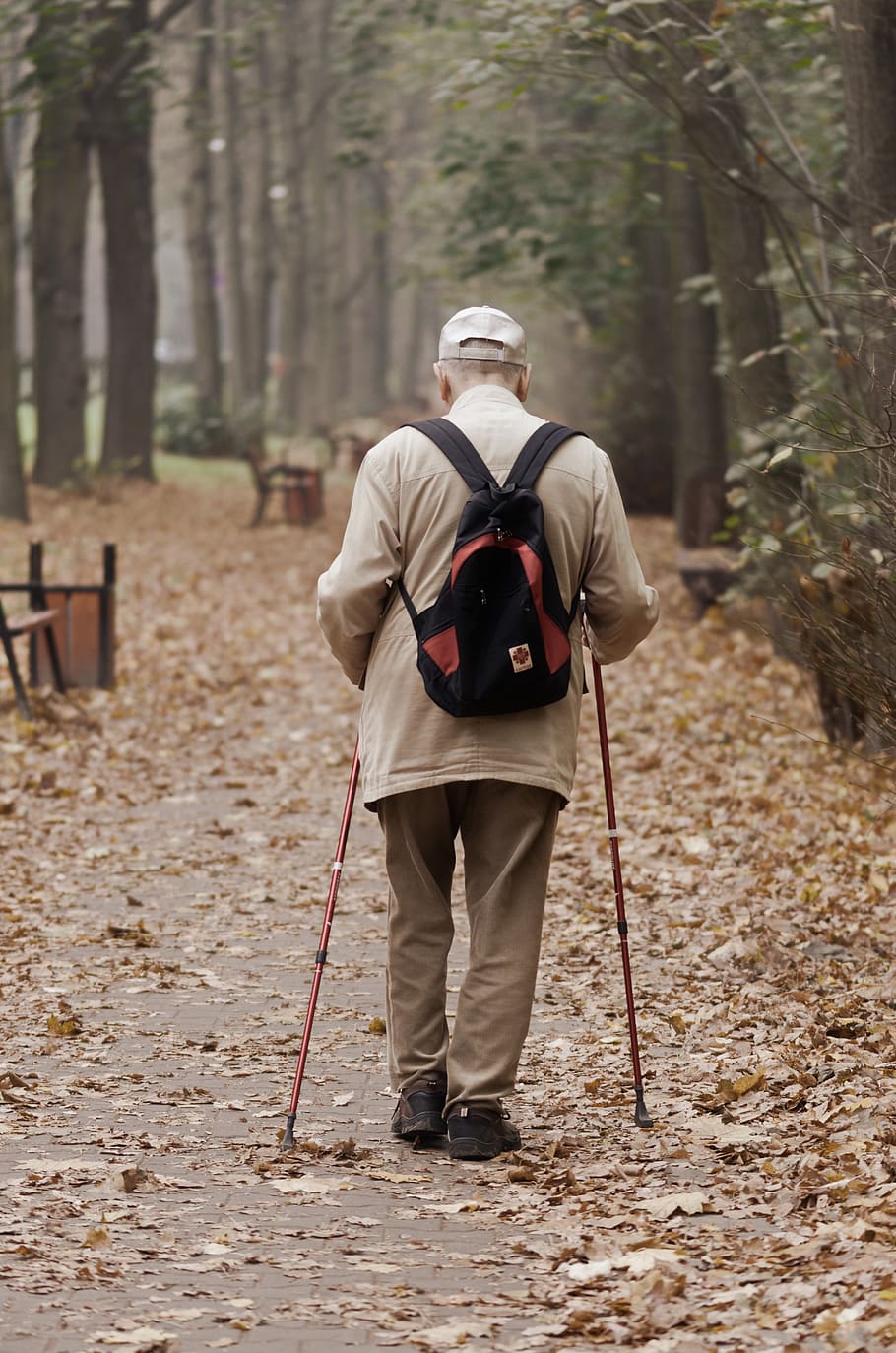 man, old, the person, male, going, sticks, backpack, forest, autumn, trees