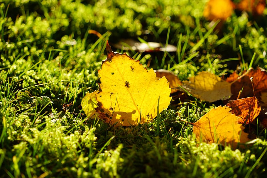 folha de bétula, outono, folhagem de outono, folha, amarelo, dourado, terreno, grama, musgo, outubro dourado