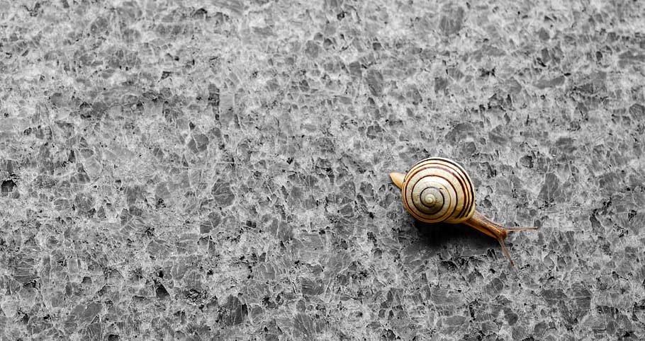 brown snail, background, wallpaper, snail, shell, granite, natural stone, crawl, slowly, cozy