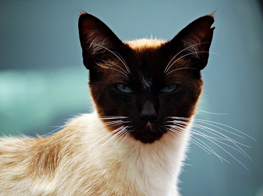 black, white, cat, mieze, kitten, siamese cat, siam, siamese, breed cat, cat's eye