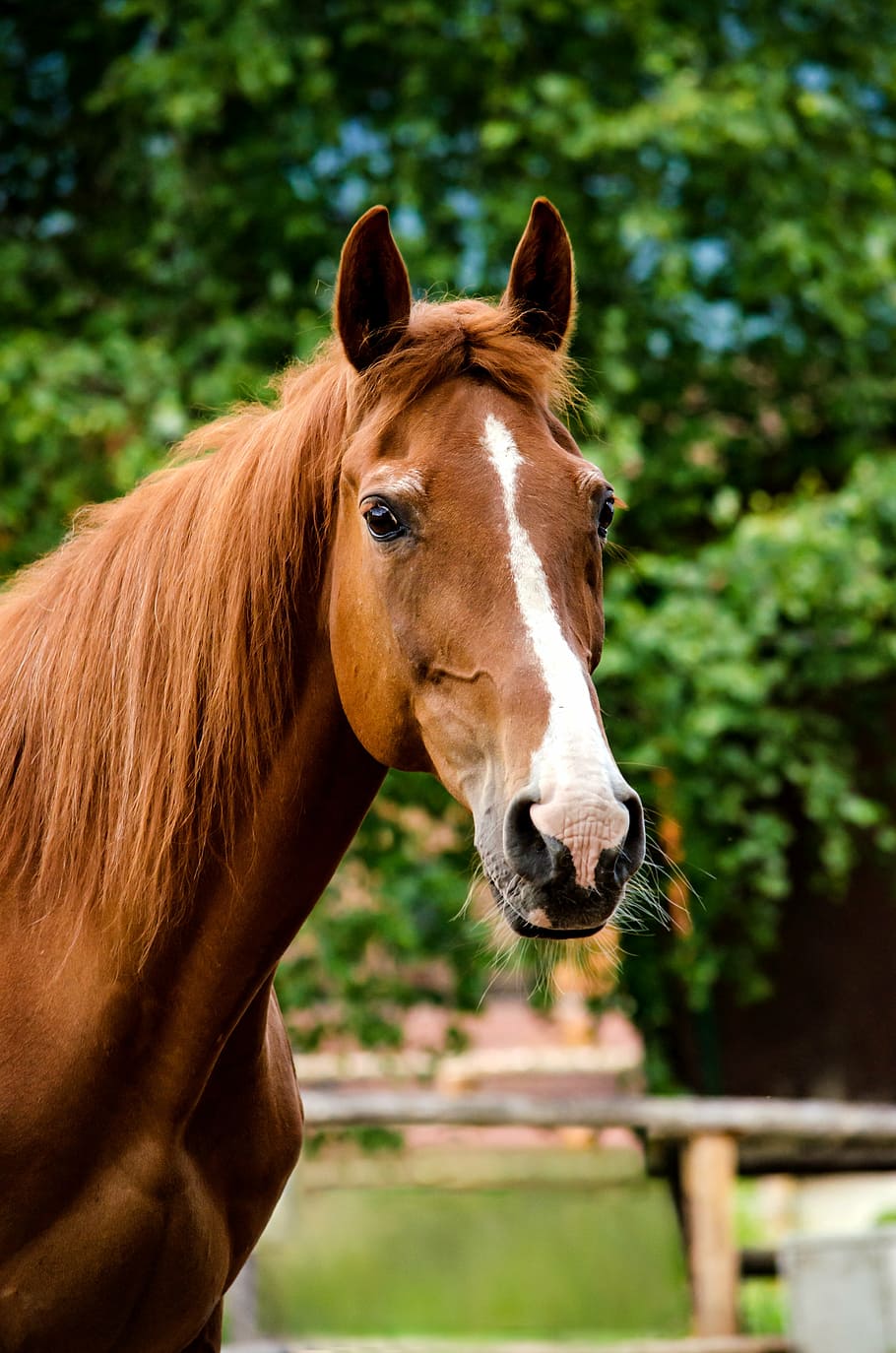 marrom, branco, fotografia de cavalo, cavalo, égua, fuchs, meio-sangue húngaro, cabeça de cavalo, pferdeportrait, labareda
