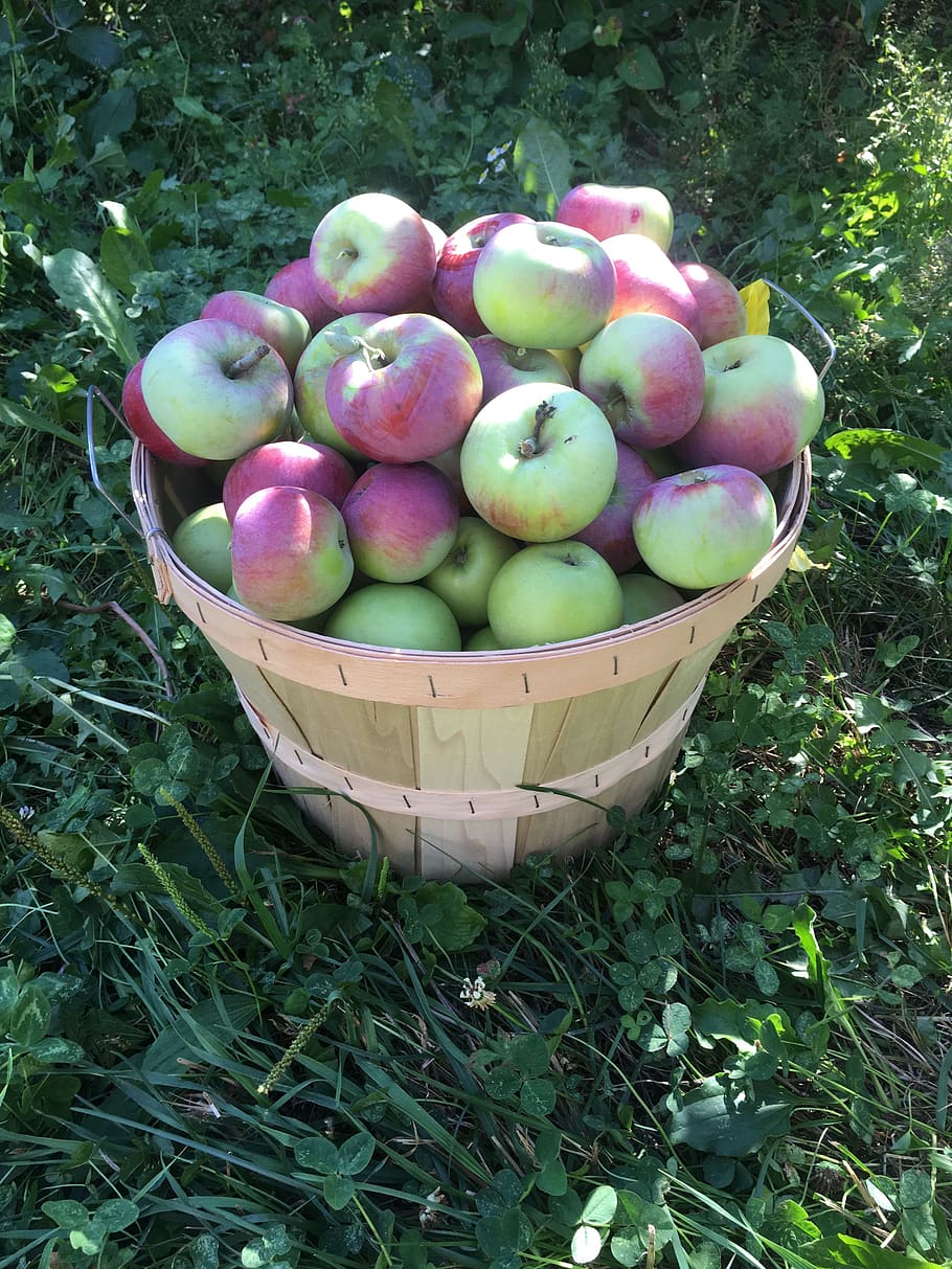 apel, petik apel, kebun buah, pertanian, alam, musim gugur, panen, buah, makanan, makanan dan minuman