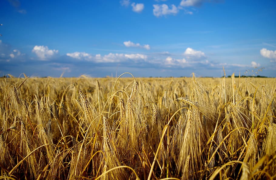 field, wheat, summer, landscape, grain, great, plains, great plains, sunshine, nature