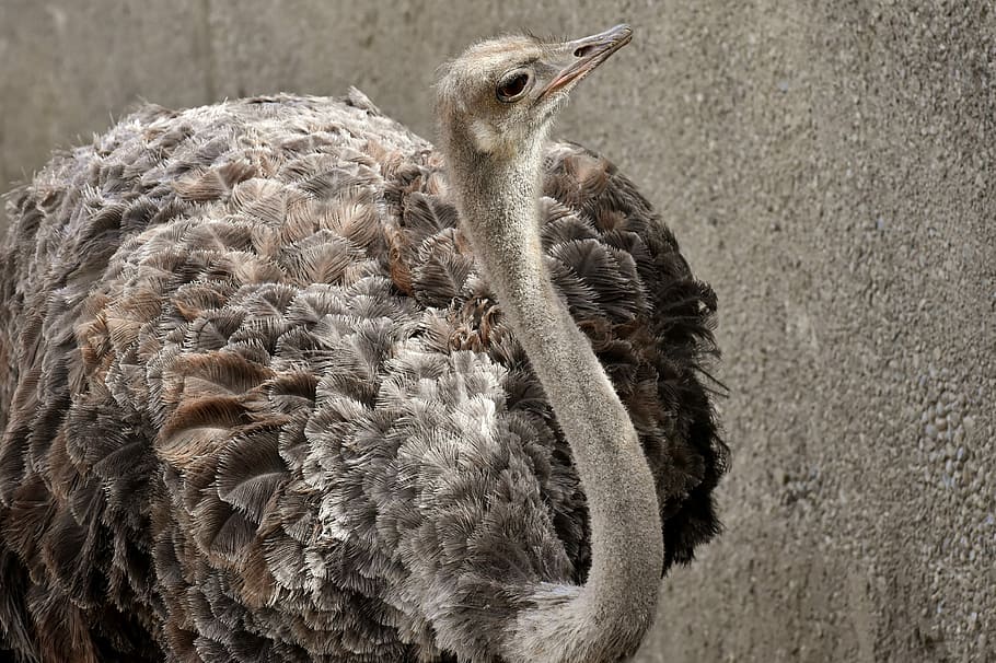 ostrich, facing, wall, bouquet, cute, bird, poultry, feather, young animal, wildlife photography