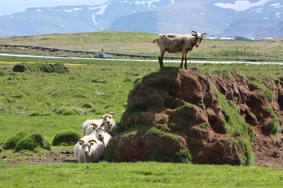 iceland, billy goat, sheep, field, aminals, horned, mammal, grass, animal themes, animal