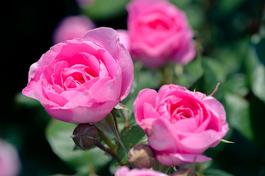 Natural Rose Flower Images Hd - Rose Red Hd Wallpaper Nature Flowers ...