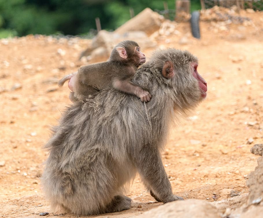 Japão, Parque dos Macacos, Macacos, Mãe, Bebê, Passeio às cavalitas, Quioto, Selvagem, Vida selvagem, Animal