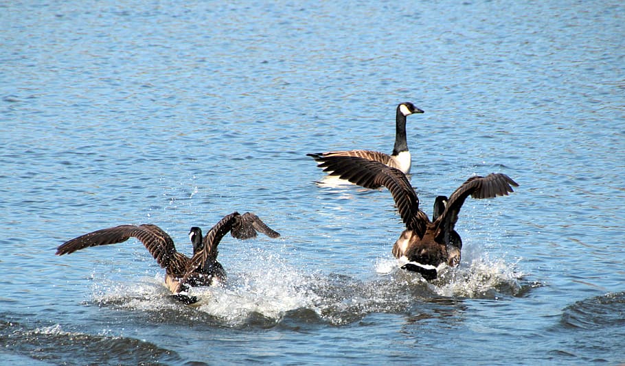 geese, canada geese, branta canadensis, water bird, animal, water, swim, fly, start, land