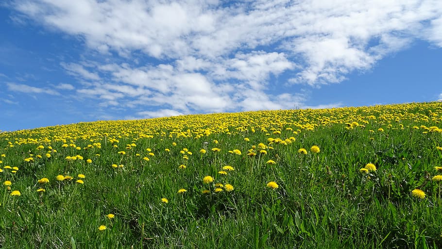 kuning, bidang bunga dandelion, bukit, siang hari, bavaria, allgäu, awan, musim semi, padang rumput, tanaman liar berbunga kuning cerah