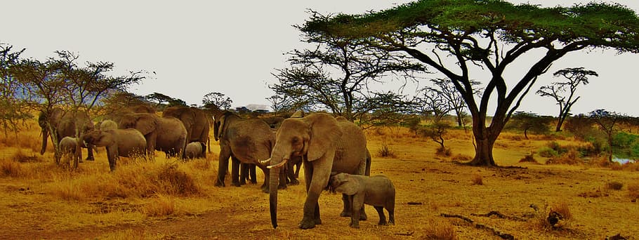 family, elephants, wild, elephant, tanzania, africa, serengeti, safari, animal, nature serengeti