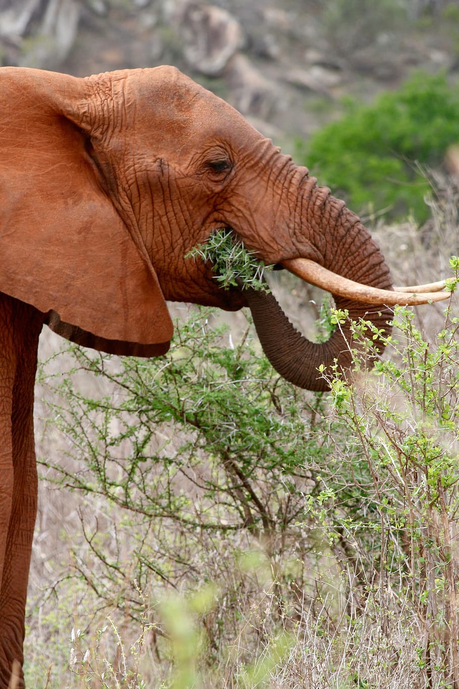 gajah makan rumput, Kenya, Safari, Gajah, Makanan, Alam, liar, hewan, satu hewan, satwa liar