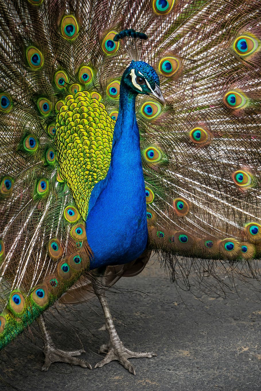 pavo real azul, pavo real, colorido, pluma, ave, animal, zoológico, vida silvestre, naturaleza, multicolor