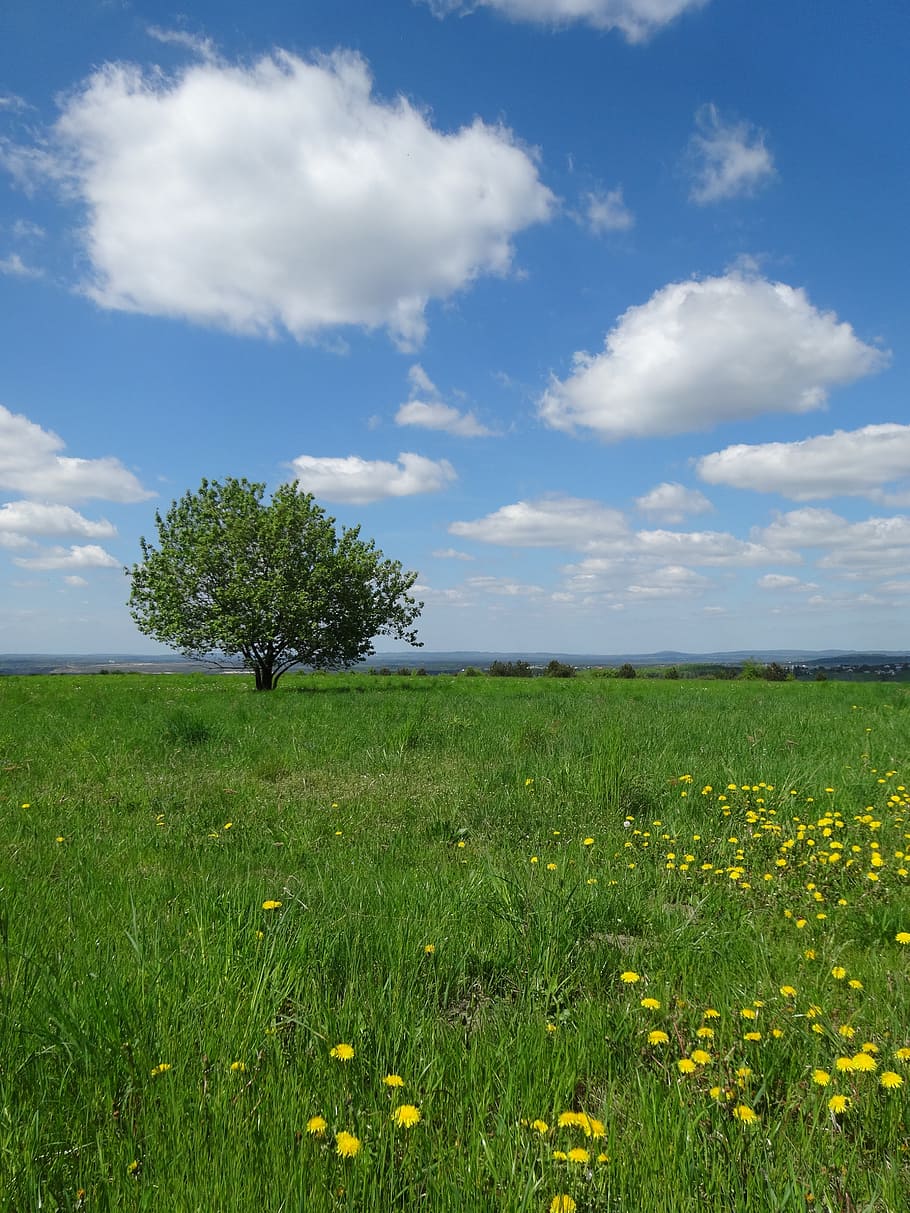 tree, meadow, landscape, green, nature, clouds, poland, grass, spring, rural Scene