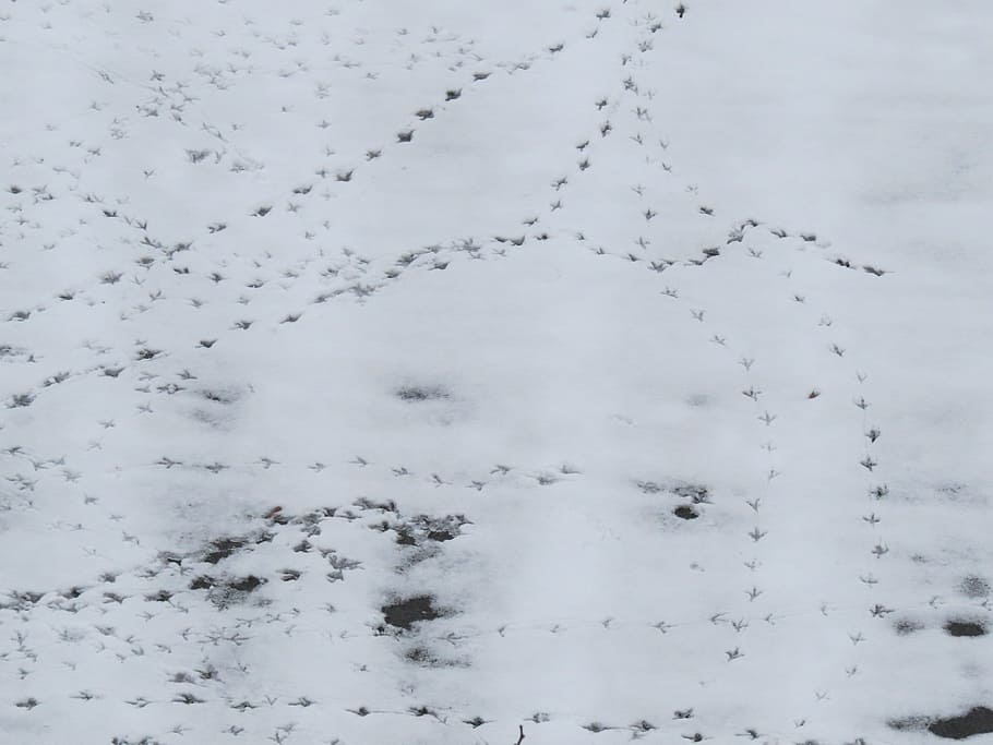 Snow, Traces, Footprints, White, Winter, cold, defrost, thawing, bird tracks, perpusillus