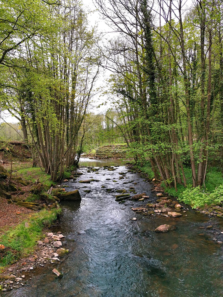 stream, river, outdoors, trees, water, nature, brook, tree, plant, forest