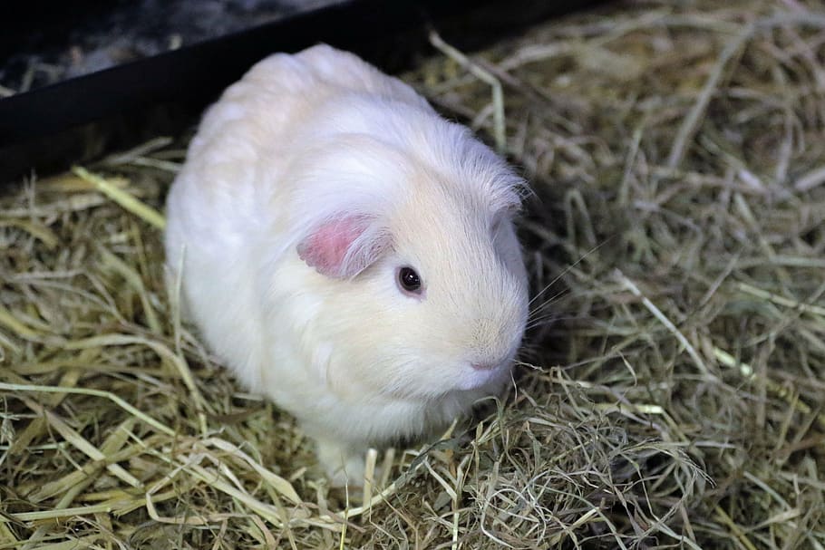 white guinea pig, guinea pig, rodent, animal, pet, guinea, pig, cute, white, furry