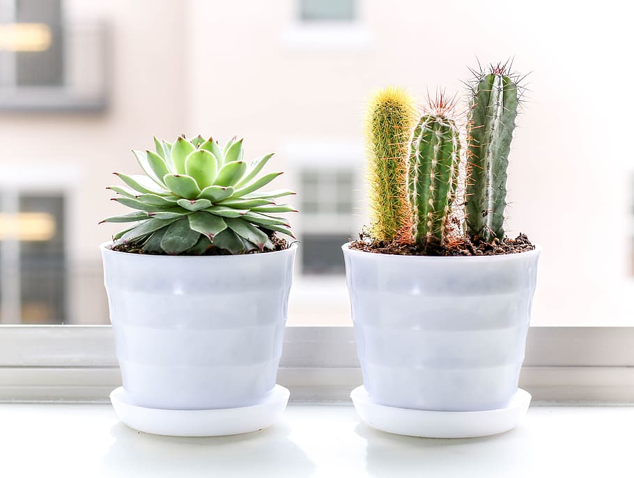 succulent, plant, cactus, cacti, grow, window, pots, potted plant, succulent plant, green color