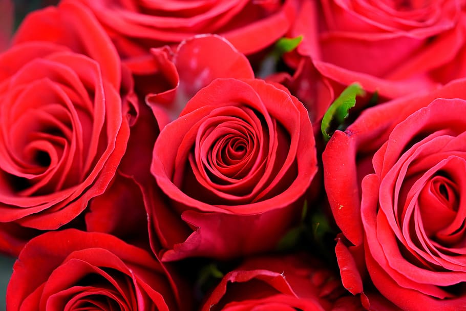 romance, rosa, amor, rosa vermelha, bela, branco, buquê, flores, romântico, plantas