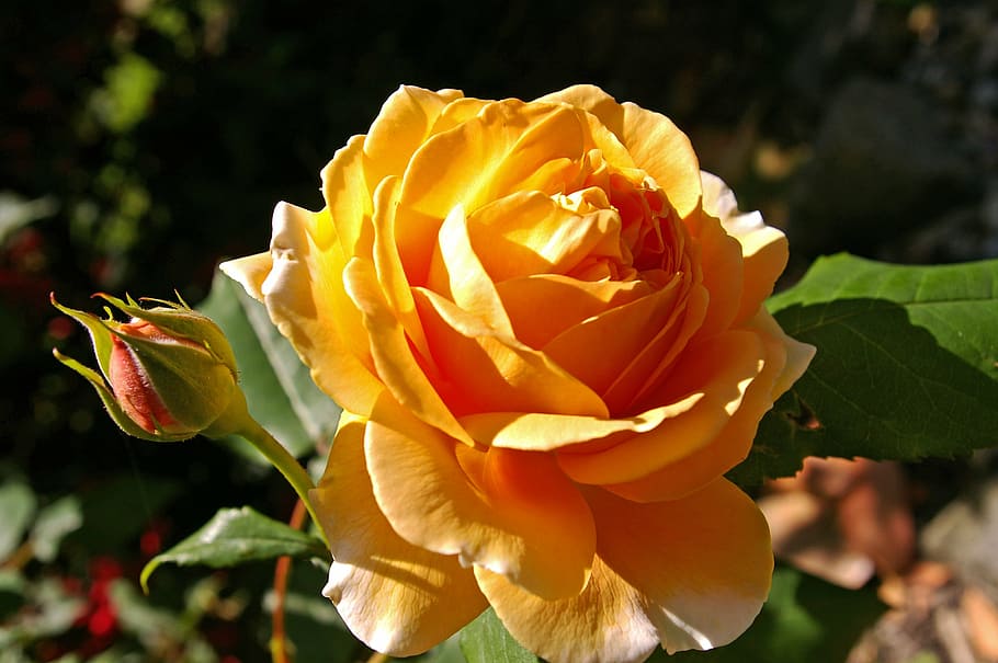 jeruk, mawar, mekar, siang hari, mahkota putri margaret, mawar beraroma, bunga, taman, mawar mekar, mawar taman