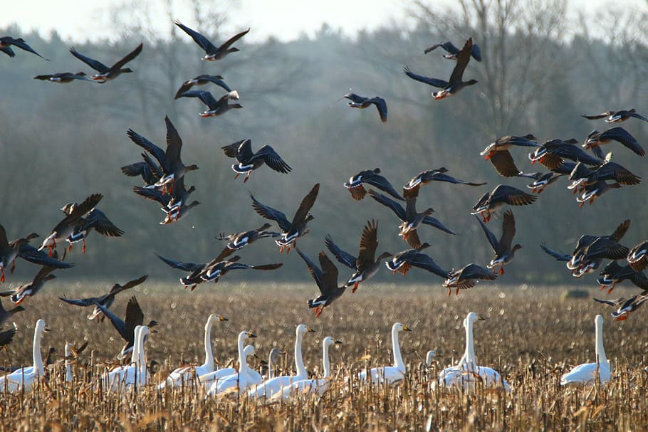 white geese, geese, whooper swan, bird, swans, goose, migratory bird, water bird, flock of birds, migratory birds