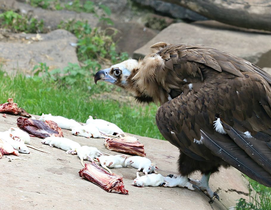 vulture, eagle, rat, nutrition, death, extraction, hunting, murder, victim, attack