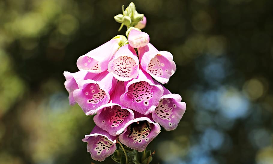 pink, foxgloves, selective, focus photography, Thimble, Common Foxglove, Flower, flowers, plant, digitalis purpurea
