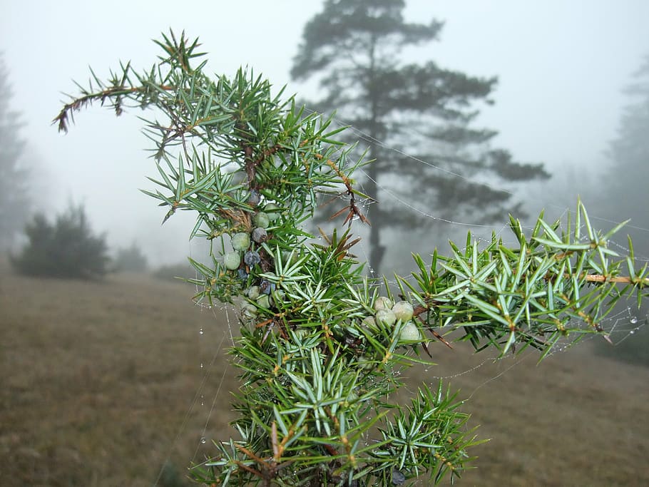 juniper in the fog, spider web in the juniper, juniper, autumn, plant, growth, tree, green color, nature, beauty in nature