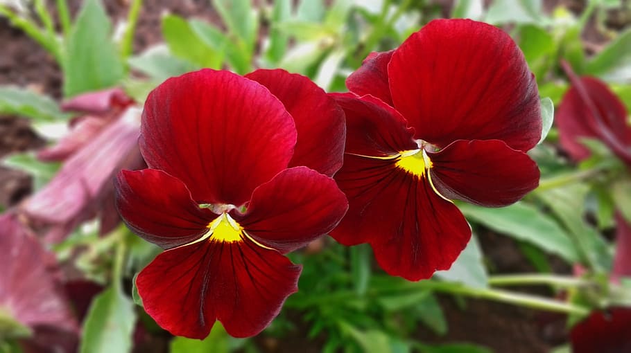 selective, focus photo, red, pansy flowers, Pansy, Flower, Bloom, Violet, purple, floral