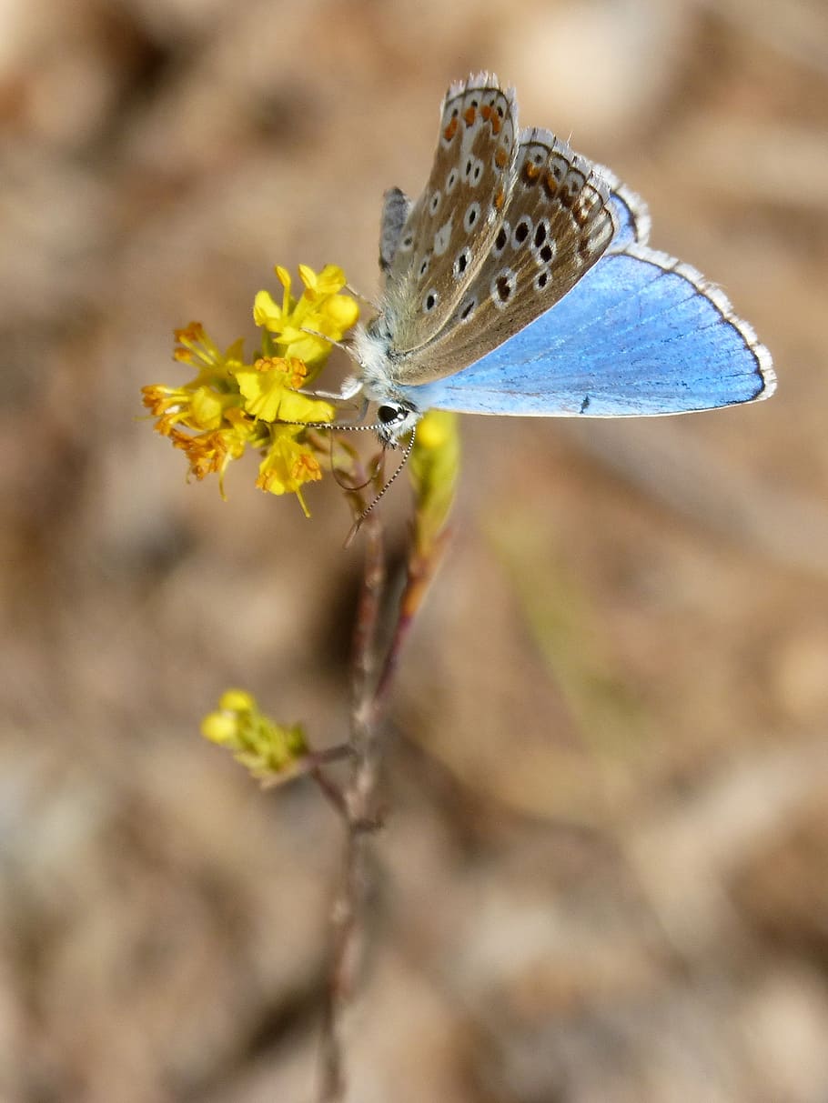blue butterfly, polyommatus icarus, libar, beauty, blaveta commune, flower, invertebrate, animal wildlife, flowering plant, insect