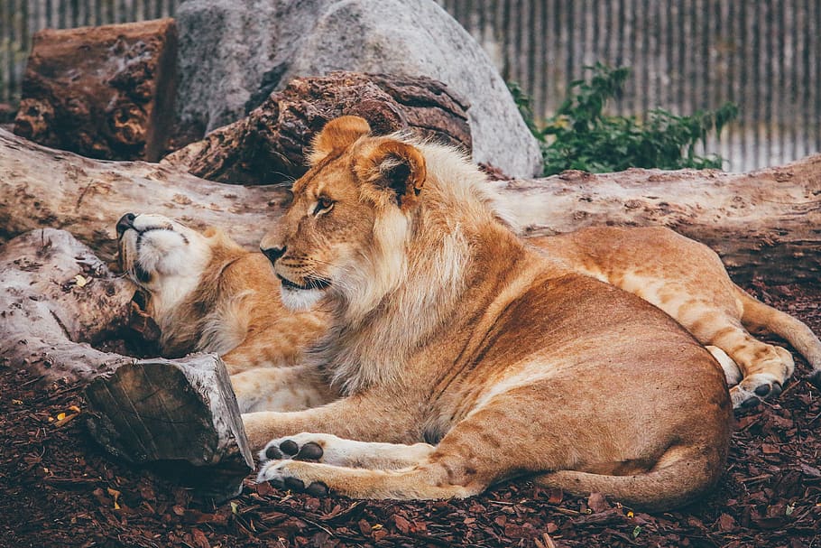 lion, forest, animal, wildlife, wood, tree, nature, resting, zoo, mammal