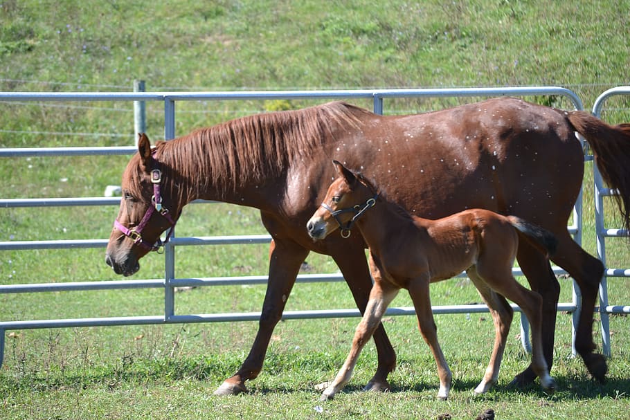horse, equine, mare, foal, colt, animal, nature, horses, brown, farm