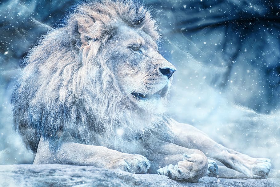 lion, winter season poster, snow, lying down, art, animal, nature, scrapbooking, paper, texture