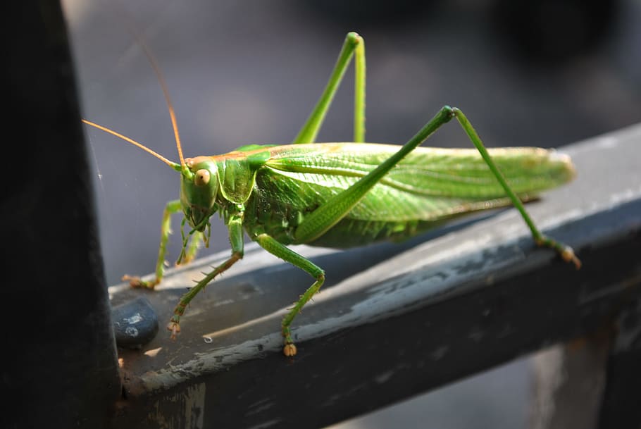 Grasshopper, Close, Insect, green, viridissima, animal, nature, wildlife, locust, close-up