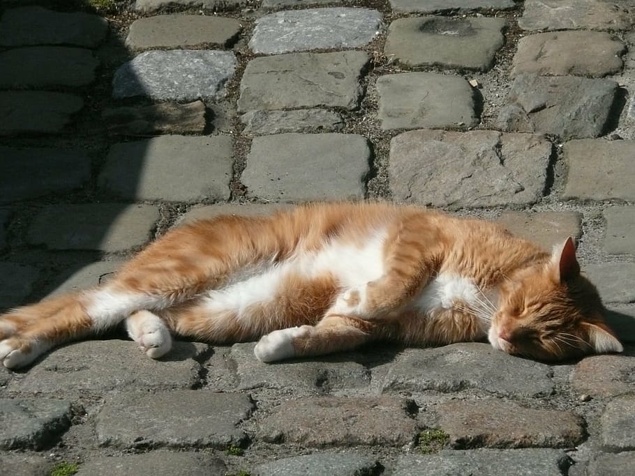 cat, street, sleeping, relax, sunny, feline, domestic cat, mammal, animal themes, domestic animals
